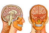 Hersenen En Het Zenuwstelsel